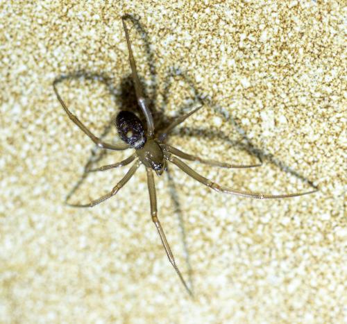 Steatoda grossa